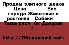 Продам элитного щенка › Цена ­ 30 000 - Все города Животные и растения » Собаки   . Тыва респ.,Ак-Довурак г.